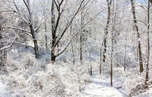 Picture of a snowy scene in Grass Lake, MI