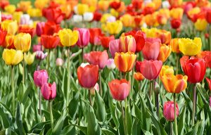 Picture of brightly colored tulips