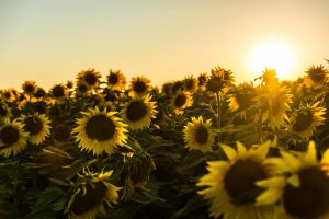 Photograph of a field of sunflowers with the sun shining on it