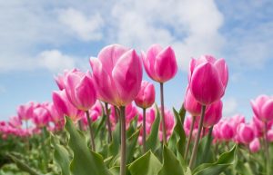 Photo of bright pink tulips
