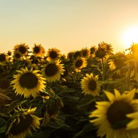 Photograph of a field of sunflowers with the sun shining on it