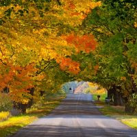 Image of a road with trees with colorful fall leaves