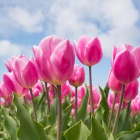 Photo of bright pink tulips